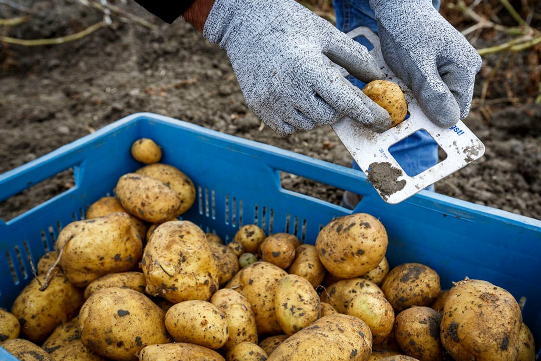 Aviko Potato proefrooiing