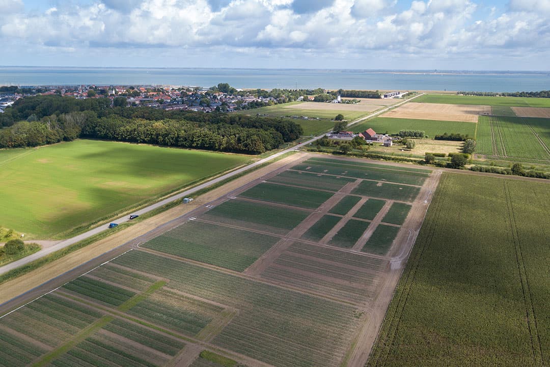 Overzicht van de uienproefvelden op Proefboerderij Rusthoeve. Hier ligt een heel scala aan proeven variërend van onkruidbestrijding via druppelirrigatie tot insectenbeheersing. - Foto's: Peter Roek.