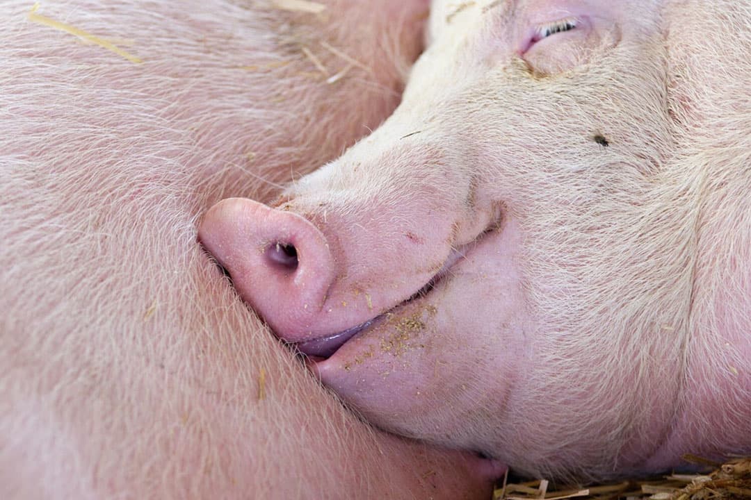 Patricia van Ginderen: "Gelukkig hebben zowel mens als dier de neiging om dit circadiaans ritme vanzelf op te pikken wanneer ze worden blootgesteld aan afwisselende periodes van licht en donker." Het circadiaans ritme verwijst naar het biologische ritme dat ongeveer één dag duurt en is afgestemd op de 24-uurscyclus van daglicht en duisternis. - Foto: Canva