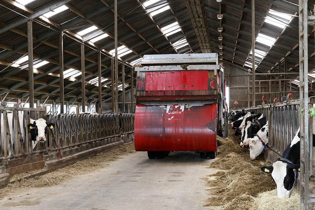 Wim de Jong streeft naar een constant rantsoen voor de hoogproductieve melkveestapel. Snijmais is daar een belangrijk onderdeel in.