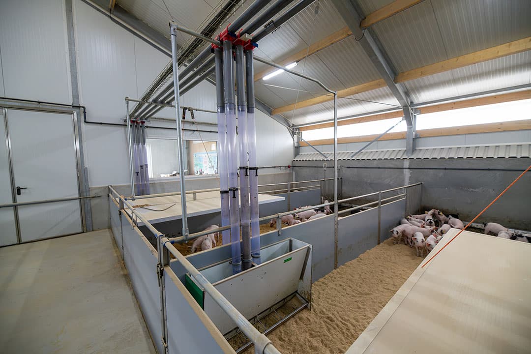 De Think Big-wroetstal kenmerkt zich door duidelijke functiegebieden voor eten, slapen en mesten. De stal heeft drie voerlijnen en frisse lucht komt via de zijgevel in de afdeling. - Foto: Michel Velderman