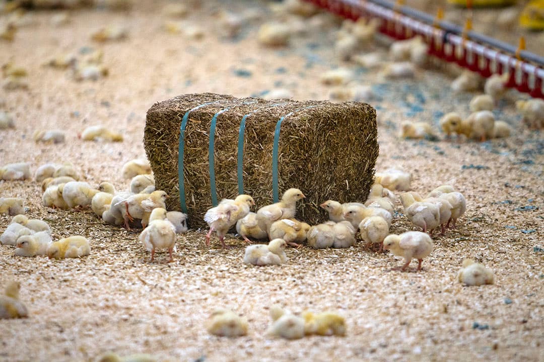 De vleeskuikennotering VCN kreeg in het verleden extra demping door een specifieke berekeningsmethode. - Foto: Ronald Hissink