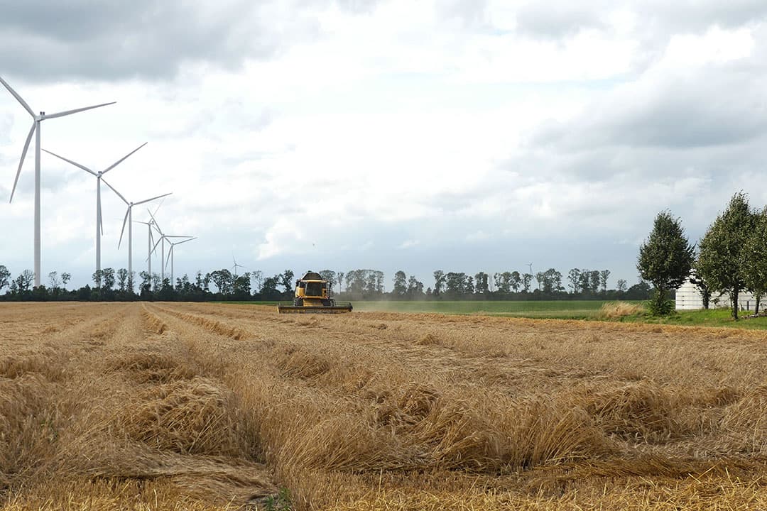Vooral in Flevoland is het niet moeilijk een perceel te vinden met gelegerde tarwe, zoals hier in Biddinghuizen. Banen van strooien en bemesten zijn na storm Poly op veel percelen duidelijk herkenbaar. - Foto: Martin Smits