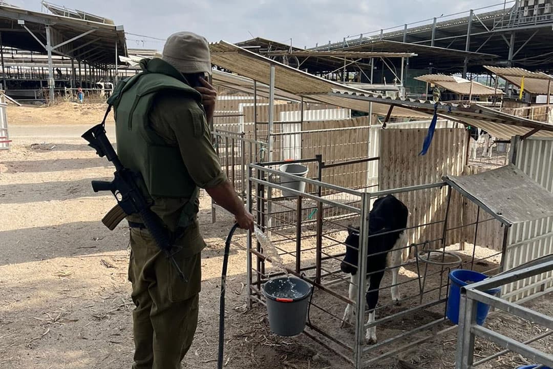 Een Israëlische militair voert een kalfje op een melkveehouderij in de militaire no go-zone.