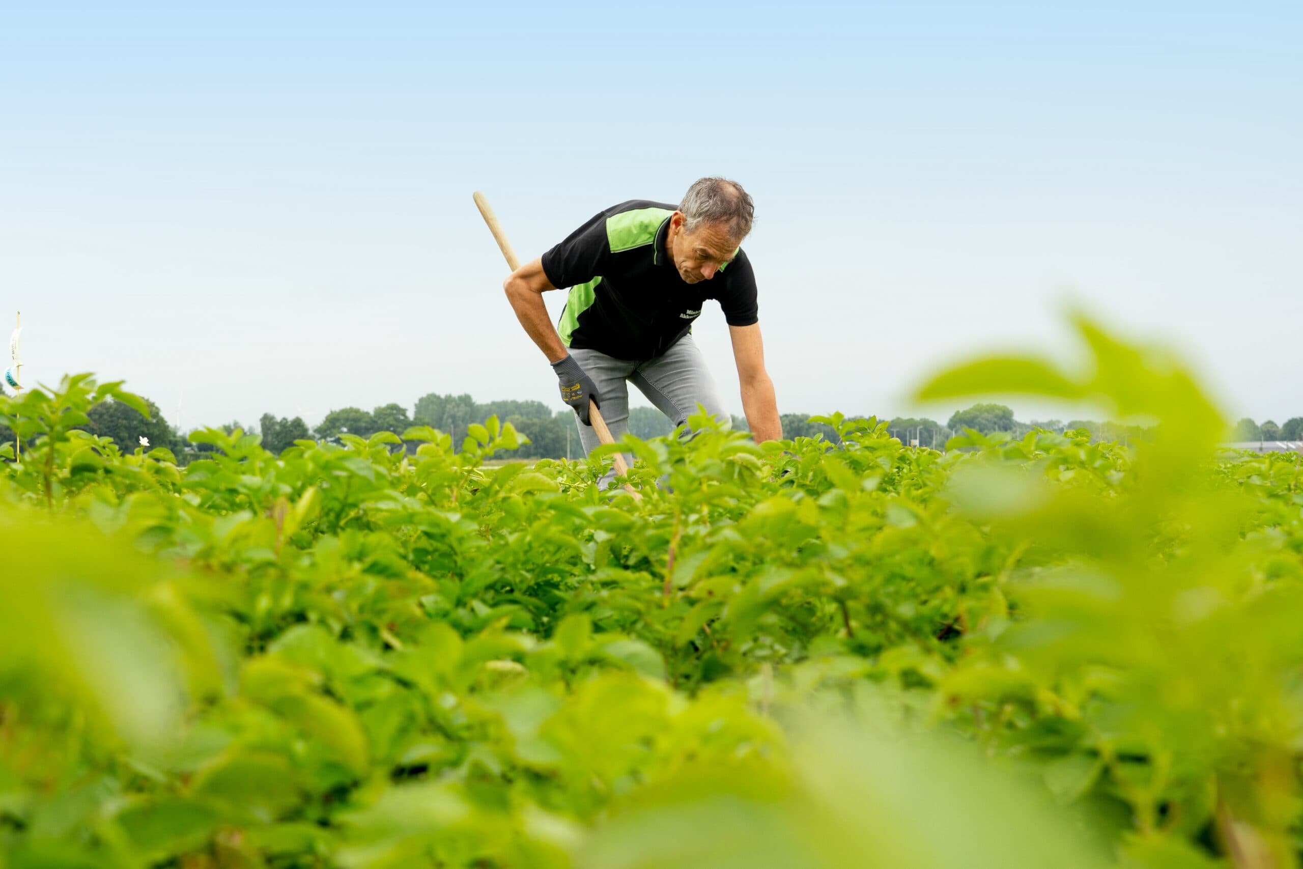 ‘Weereffect groter dan dat van nauwer of ruimer poten’