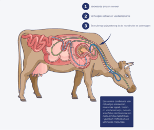 Stimulering spijsvertering door Vita Koe, met name in de mondholte en voormagen, waardoor voedingsstoffen efficiënter worden opgenomen. – Bron: Vossen The New Farming