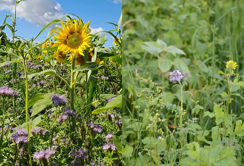 Hoog aandeel vlinderbloemigen (TerraLife® N-Fixx 50) links op foto. Rechts: helemaal geen vlinderbloemigen in het mengsel (TerraLife® Vitamaxx TR).