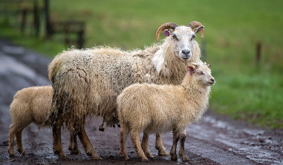 IJsland telt ruim 370.000 inwoners en er zouden ongeveer een half miljoen schapen rondlopen. Meer schapen dus dan mensen. De schapen tref je overal. Tussen en onder machines, maar ook in de bergen.