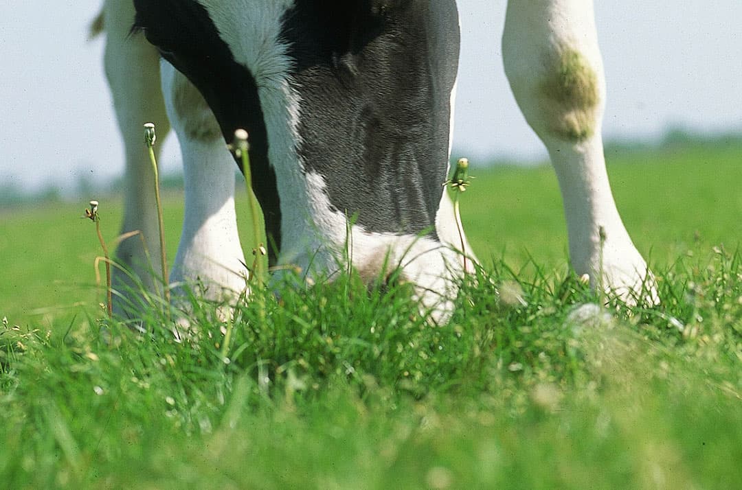 Cees Veerman en Johan Sanders: 'We moeten het gras-eiwit dat momenteel verspild wordt door onze koeien en de bodem vervuilt beter benutten, bijvoorbeeld door middel van grasraffinage'. - Foto: Theo Tangelder