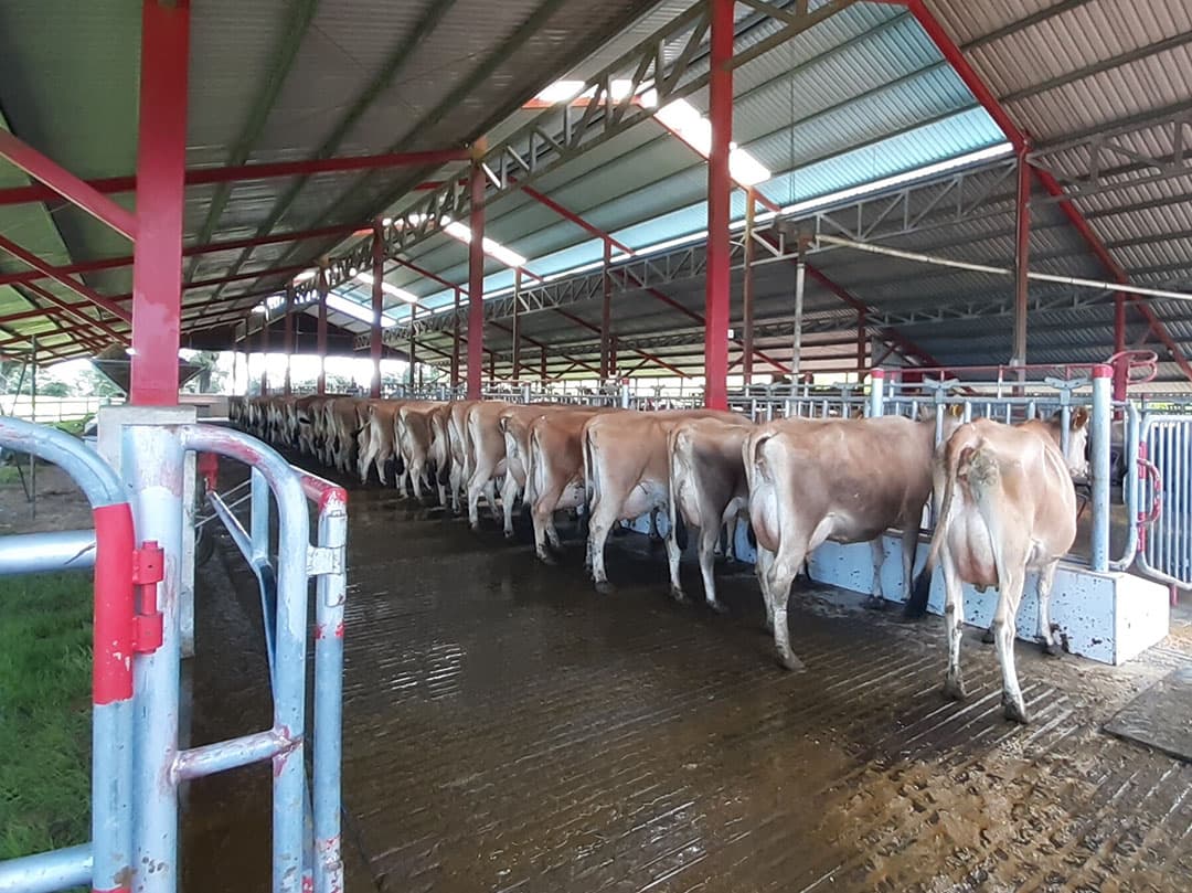 De Jersey-koeien worden geweid en ruim voor het melken in de stal gehaald. Voor het melken krijgen de melkkoeien (semi) gemengd voer.