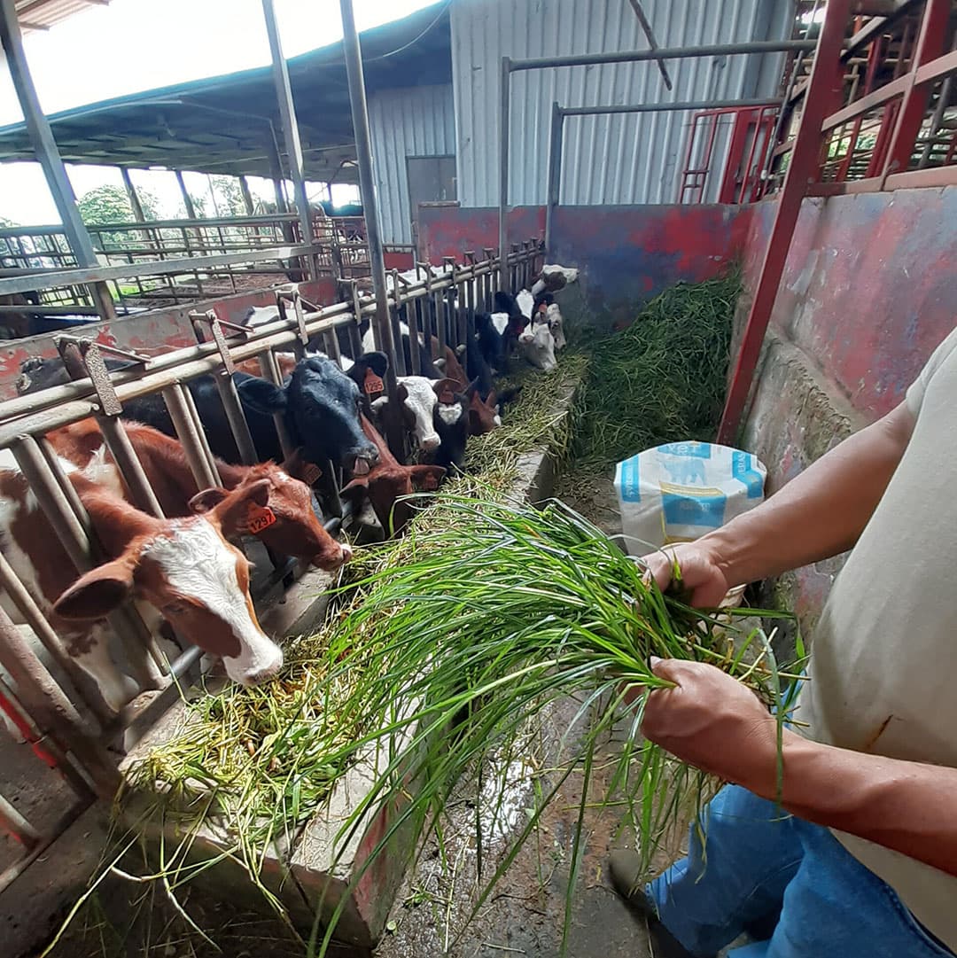 In Costa Rica zijn verschillende typen gras. Veelal wordt het gras lang gemaaid en vervolgens versneden en vers gevoerd.