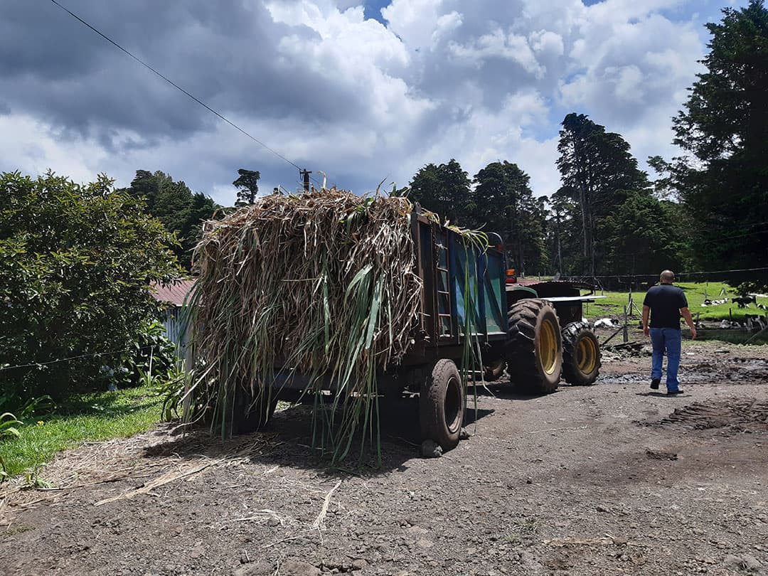 Ook heel lang gras wordt er geoogst. Het type gras is met name afhankelijk van de hoogteligging van het grasland. Costa Rica heeft een bergrug in het midden met hoogtes boven de 3.000 meter waarmee de hoogteverschillen wel duidelijk worden.