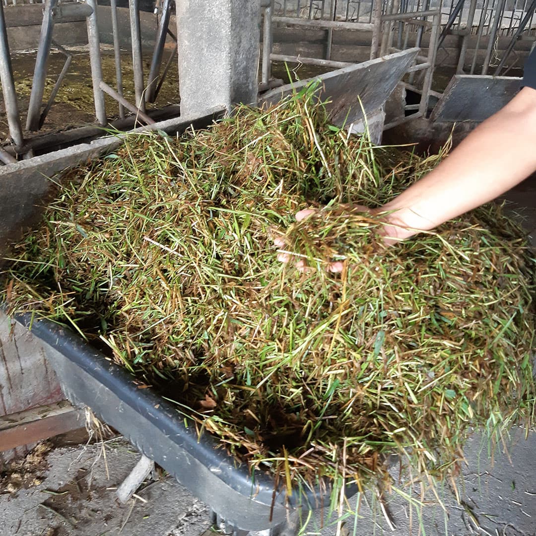 De grassoort is te vergelijken met kweek en kan veel regen en droogte verdragen. Als vers gras voldoet het voor beweiding en verse verstrekking.
