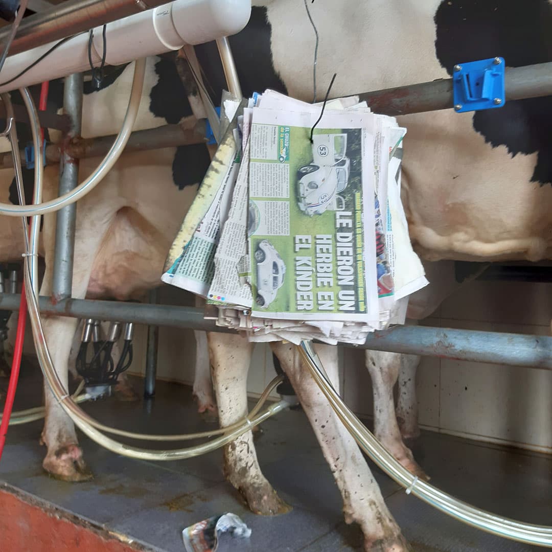 Soms valt het oog op kleine zaken zoals de oude kranten die gebruikt worden als uierpapier.