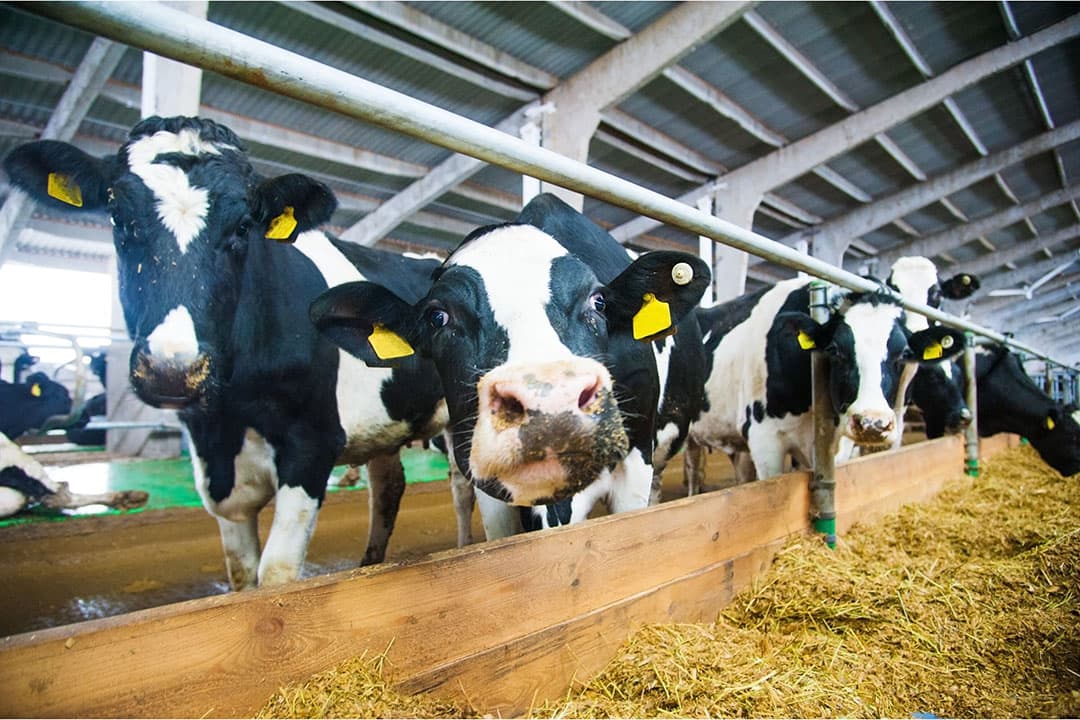Bijna de helft van de broeikasgasemissie op melkveebedrijven ontstaat als methaanproductie bij de vertering van voer. FrieslandCampina wil tot 2030 zo’n € 1,5 miljard investeren om in 2050 klimaatneutraal te zijn. – Foto: Canva