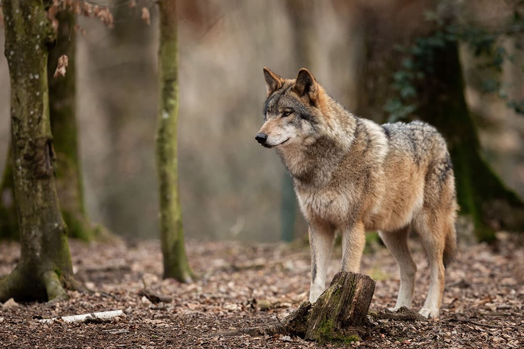 Volgens een politiewoordvoerder moet nog worden bevestigd dat het inderdaad om een wolf gaat, “maar lijkt het daar sterk op”. - Foto: Canva