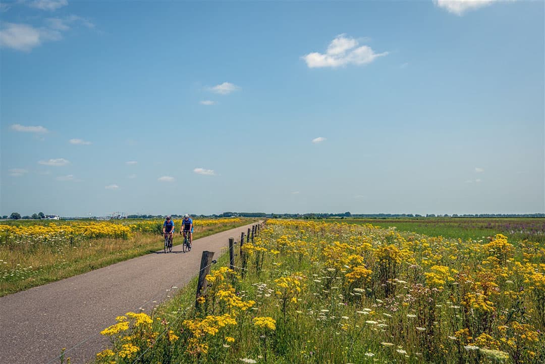 Jacobskruiskruid in bloei. - Foto: ANP