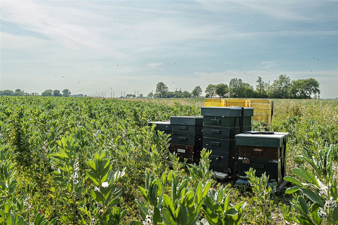 Sinds een jaar of acht komt de teelt van veldbonen weer meer in beeld. Afgelopen jaar werd er rond 2.500 hectare verbouwd. - Foto: ANP