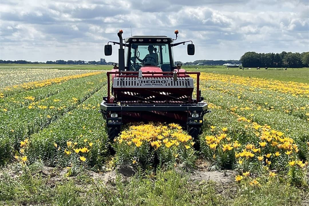 Lelies koppen in de Noordoostpolder.