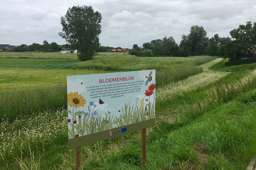 Bloemenstroken zijn in Nederland populair als agrarisch natuurbeheer. Wisselteelten en stoppelland zijn elders in Europa populair. - Foto: Brabants Landschap