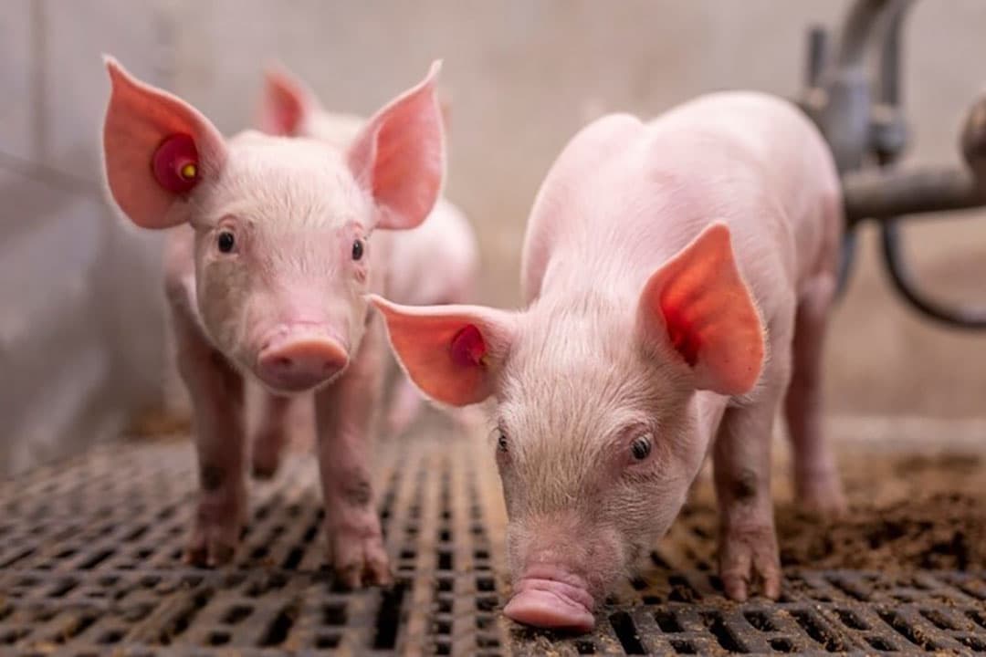 De investering van vaccinatie verdient zich op bedrijven met klinische problemen makkelijk terug.  - Foto: Hipra