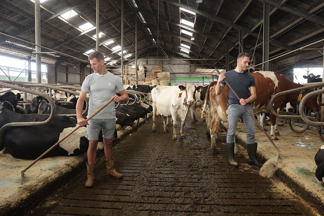 Jan Speksnijder (l) en Jan Herm Bokdam (r) hebben samen een melkveehouderij en kaasmakerij in Lekkerkerk. - Foto's: Dennis Wisse