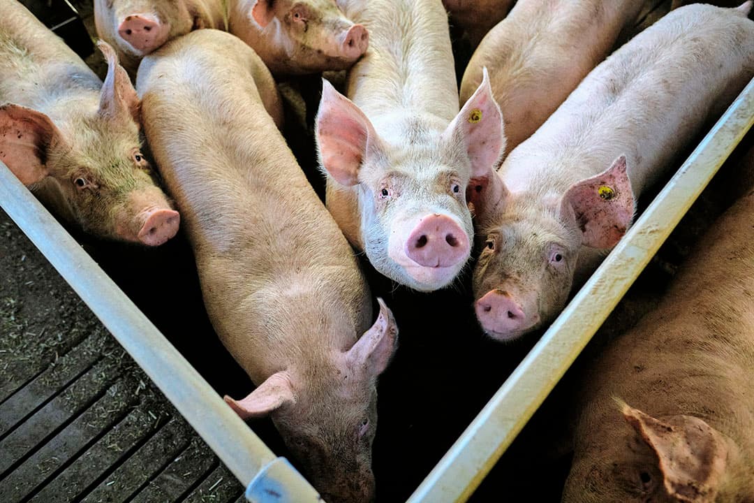 Opbrengstprijzen voor varkens zijn hoog en tegelijkertijd krimpt de Europese varkensstapel. Toch blijft er sprake van een varkenscyclus is de mening van deskundigen. Wel zal die mogelijk straks wat minder fel reageren. - Foto: Fred Libochant