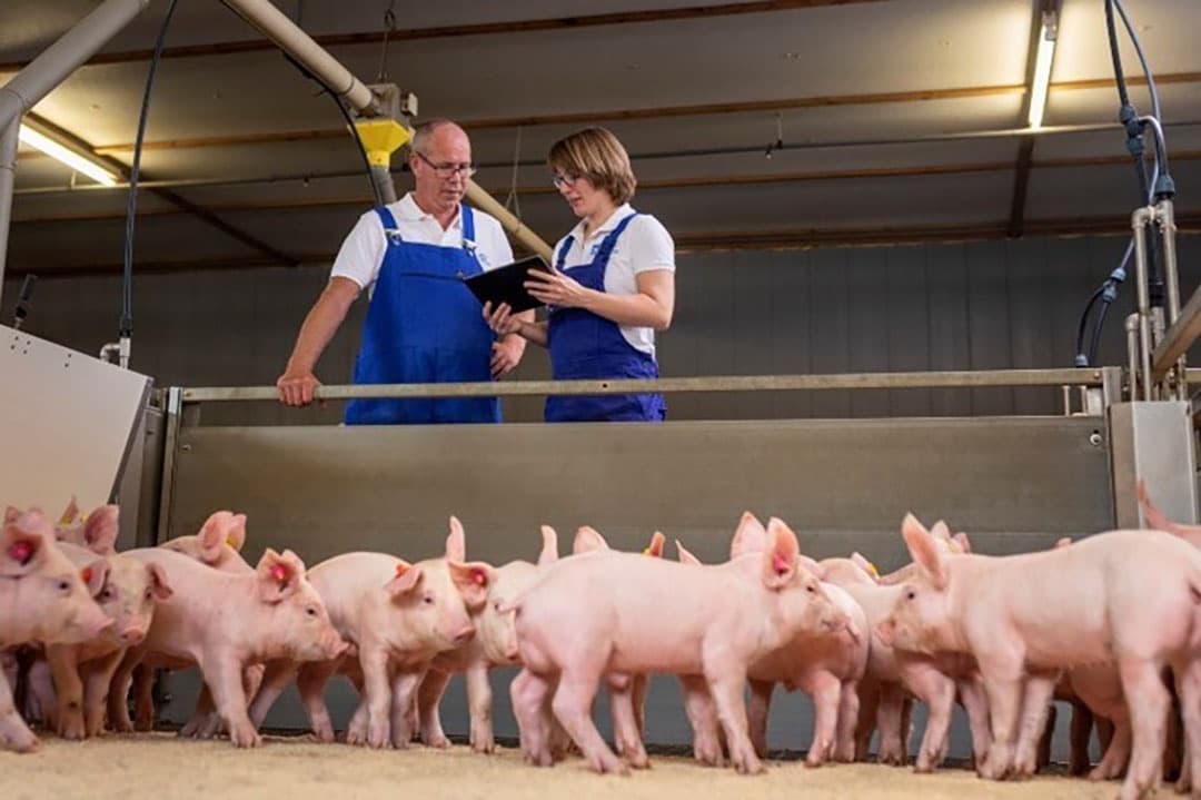 Slingerziekte bij varkens