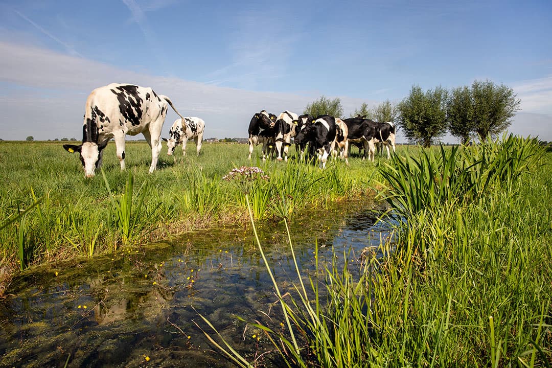 Foto: Herbert Wiggerman