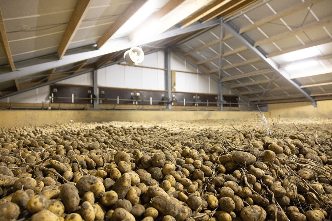 aardappelen