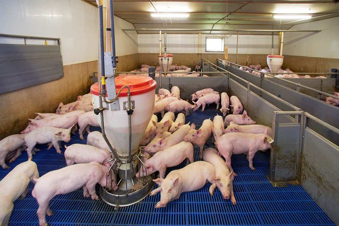 Gespeende biggen eten uit de droogvoerbak “Vewi Feeder” bij varkenshouder Richard van Boxtel te Siebengewald. - Foto: Van Assendelft