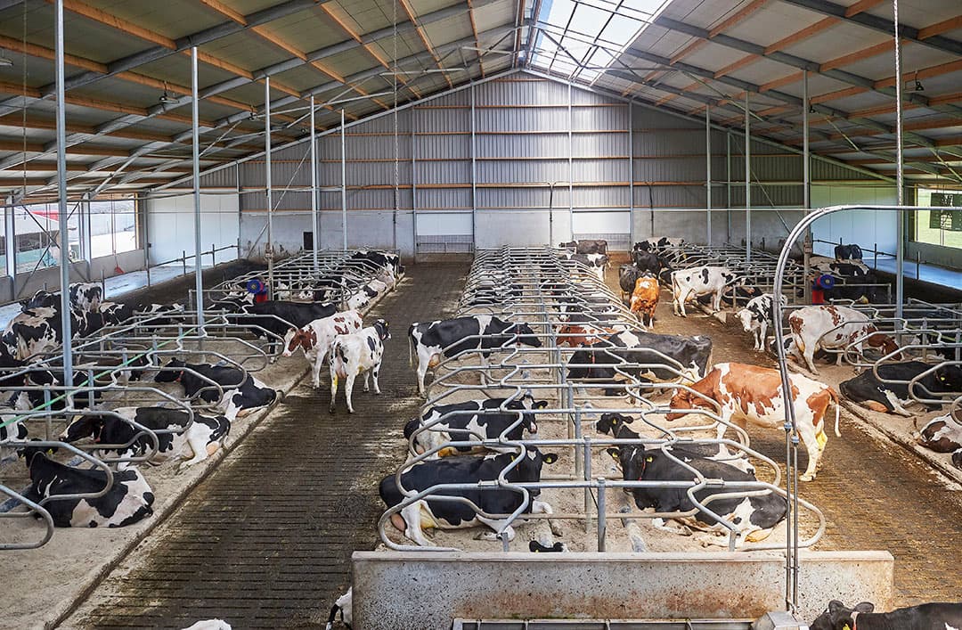 Bovenaanzicht van de nieuwe 0+6+0 stal waar de koeien comfortabel in diepstrooiselboxen liggen die zijn gevuld met een kalk-vlasmengsel met een optimaal vochtgehalte.