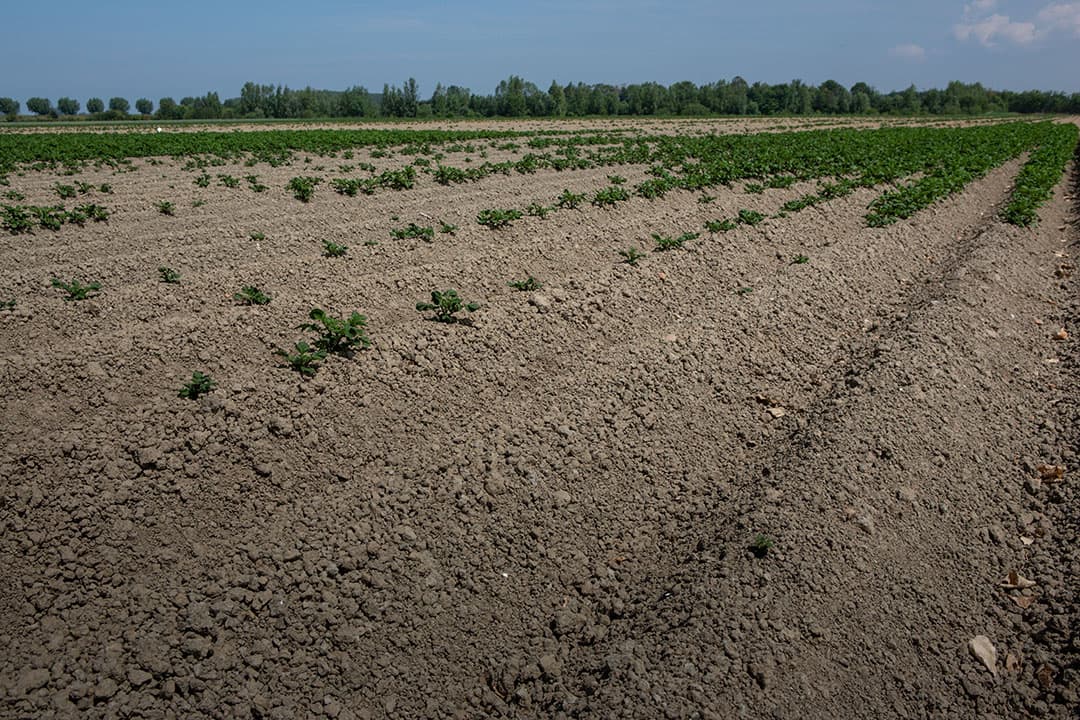 Een perceel aardappelen in Zuid-Holland dat in 2020 veel last had van de droogte. - Foto: Peter Roek