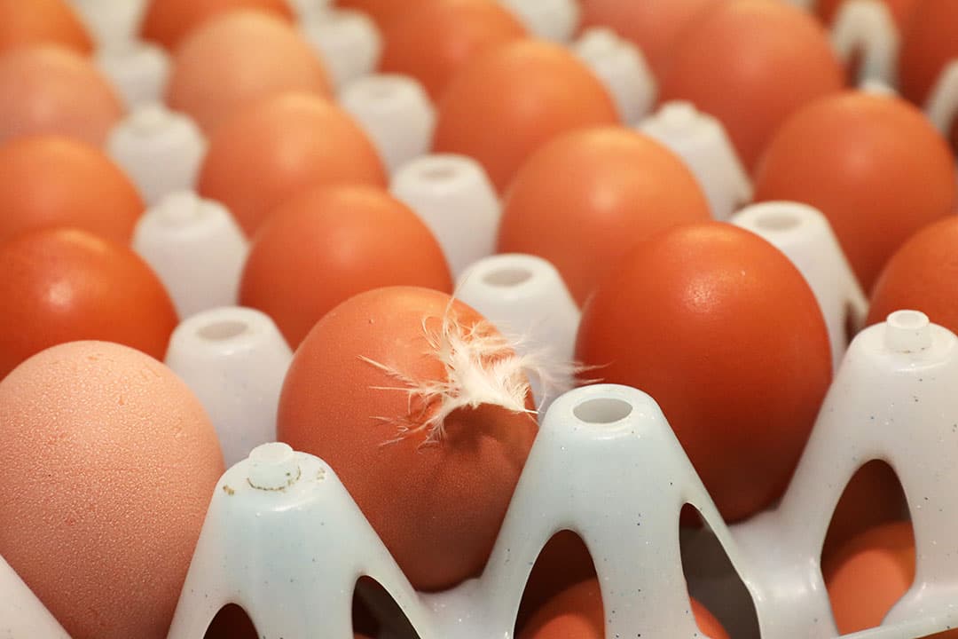 Zelfs pluimveehouders die leverden aan België en noordwest-Duitsland kunnen deelnemen aan de gezamenlijke claim. - Foto: Henk Riswick