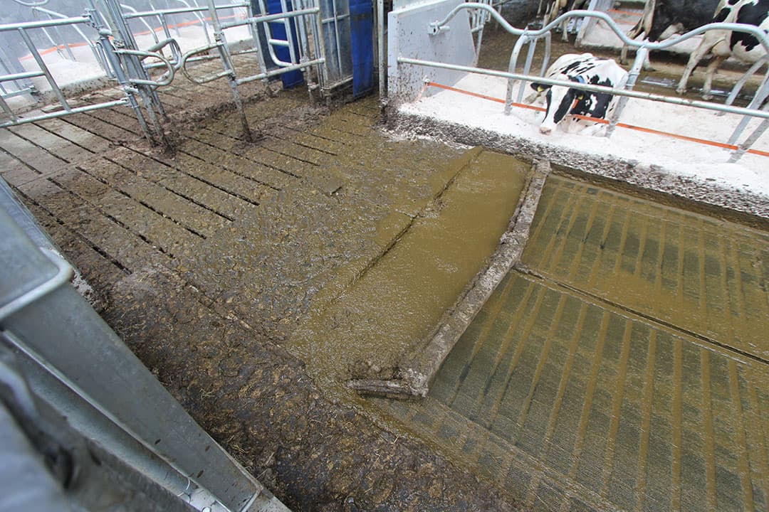 Een emissie-arme vloer op een melkveehouderij. - Foto: Matthijs Verhagen