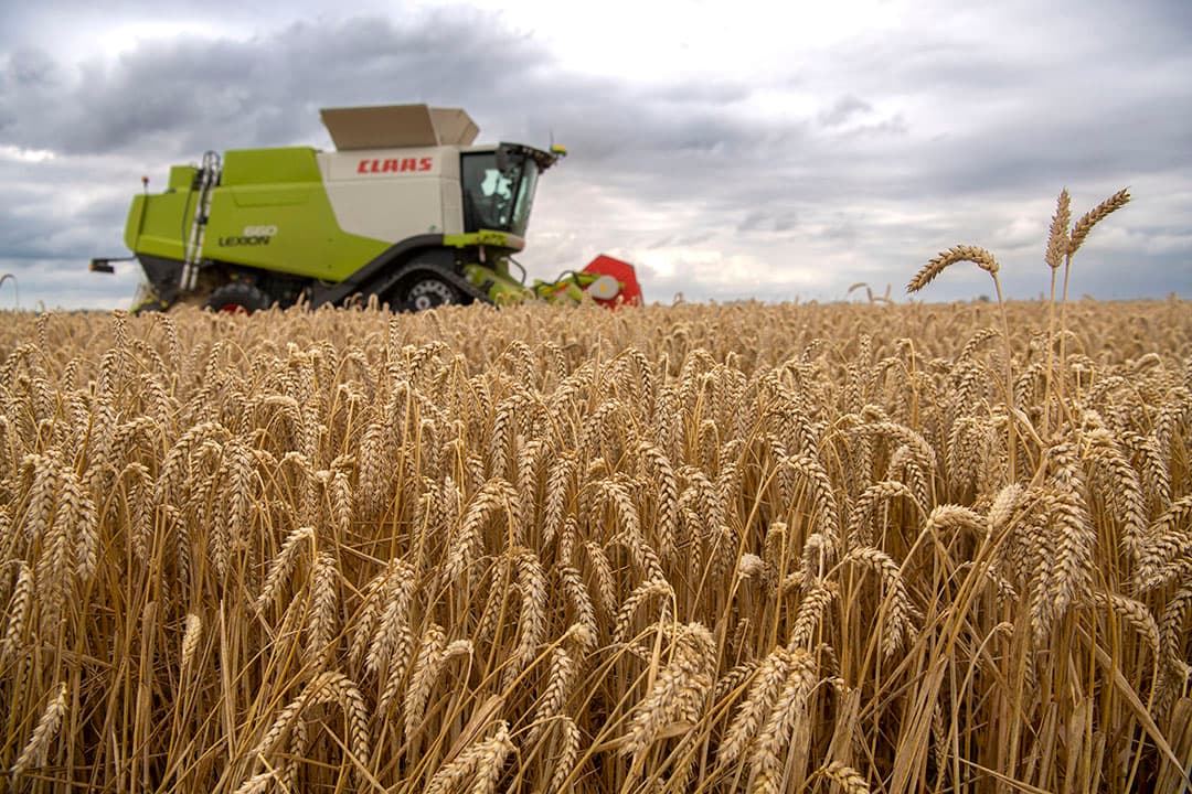 De opbrengsten per hectare tarwe en gerst waren vorig jaar met gemiddeld 10 ton per hectare hoog. - Foto: Mark Pasveer