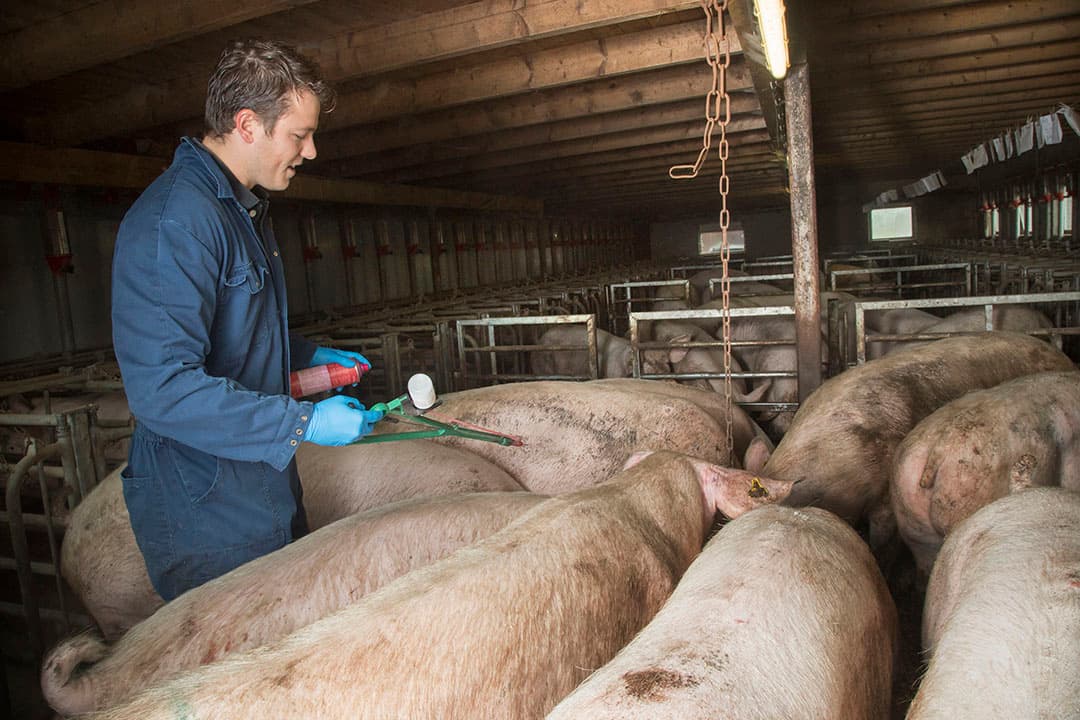 Autovaccinatie tegen S. suis verhoogt de concentratie antistoffen in de biest. Dit voorkomt echter niet dat er rond dag 20 een dip in de immuniteit ontstaat. - Foto: Koos Groenewold