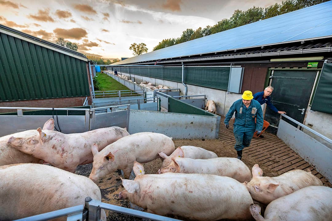 Het geslacht gewicht van vleesvarkens is de afgelopen decennia gestegen tot gemiddeld bijna 100 kilo. Bij een deel van de concepten is een zeer brede range aan aflevergewichten mogelijk. - Foto: Koos Groenewold