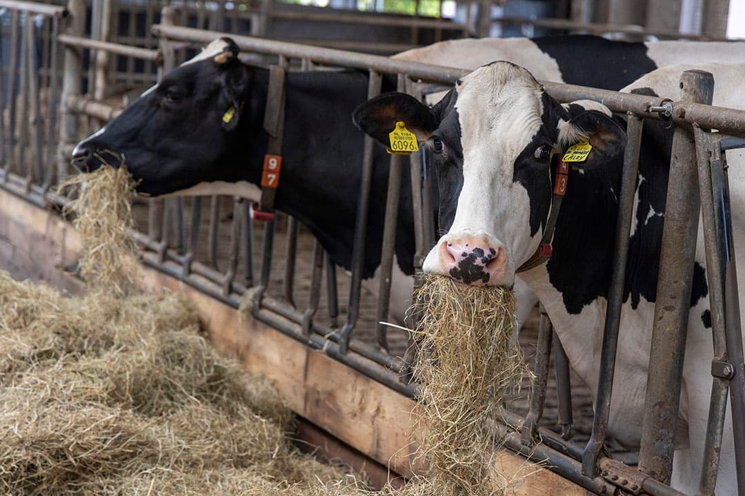 De vergoeding voor de dier- en fosfaatrechten zijn inmiddels bekendgemaakt op RVO.nl. - Foto: Koos Groenewold