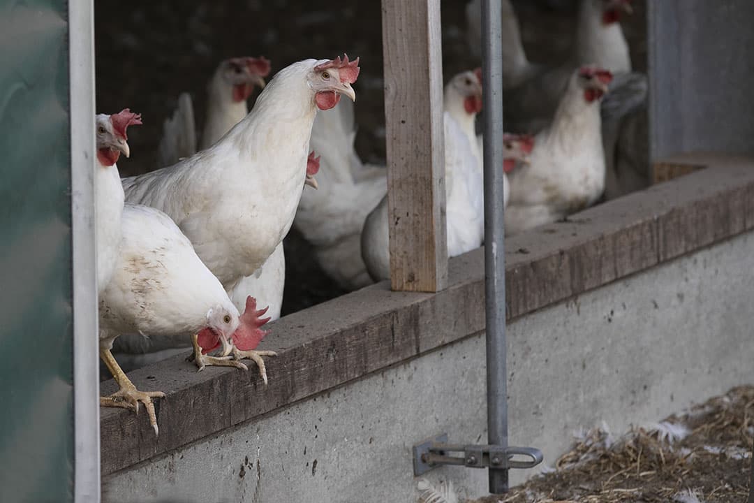 Kippen mogen weer naar buiten na een lange ophokplicht. Vaccinatie tegen vogelgriep moet verspreiding van de ziekte voorkomen. - Foto: Hans Banus