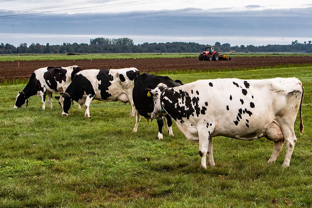 In Nederland was de prijsverlaging bovengemiddeld. Volgens Eurostat daalden de prijzen van volle melk hier met 2,5%.  - Foto: Ronald Hissink