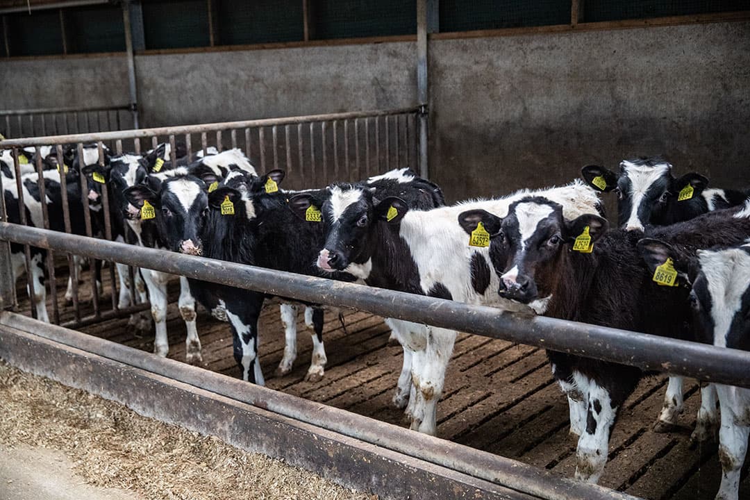 omvang kalverhouderij