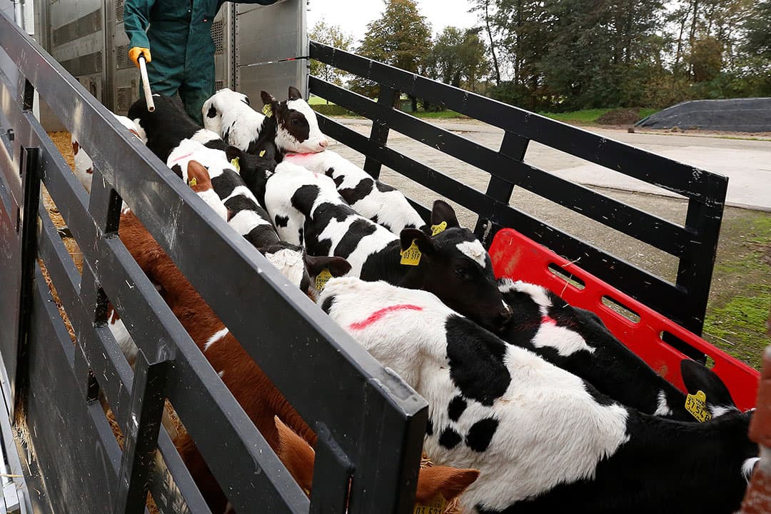 Vanuit Duitsland zijn met ruim 249.000 de meeste kalveren Nederland ingevoerd. - Foto: Hans Prinsen