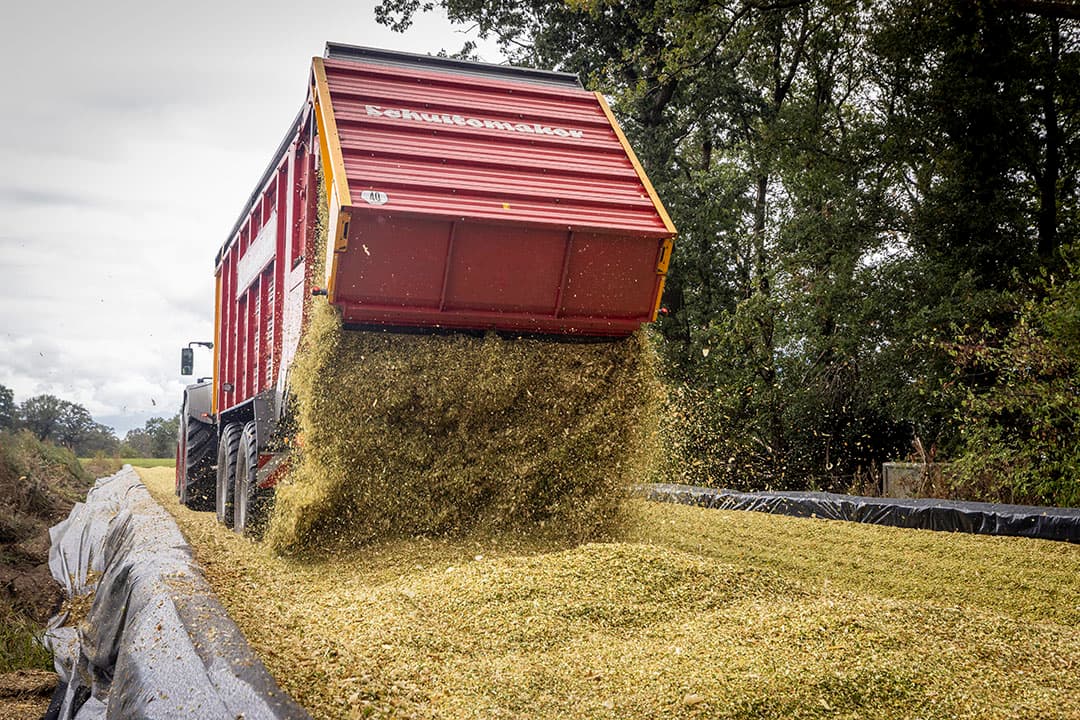Een inkuilmiddel verbetert de conservering van een maiskuil en remt broei af. - Foto: Koos Groenewold