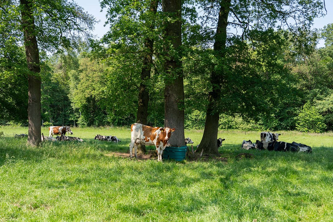 '- Foto: Jan Willem Schouten