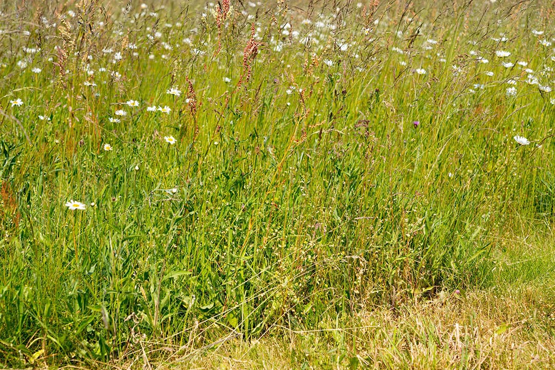 eco-regeling