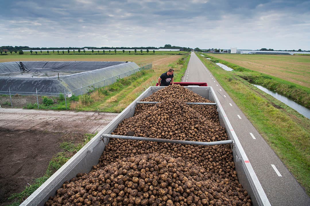 zetmeelaardappelen