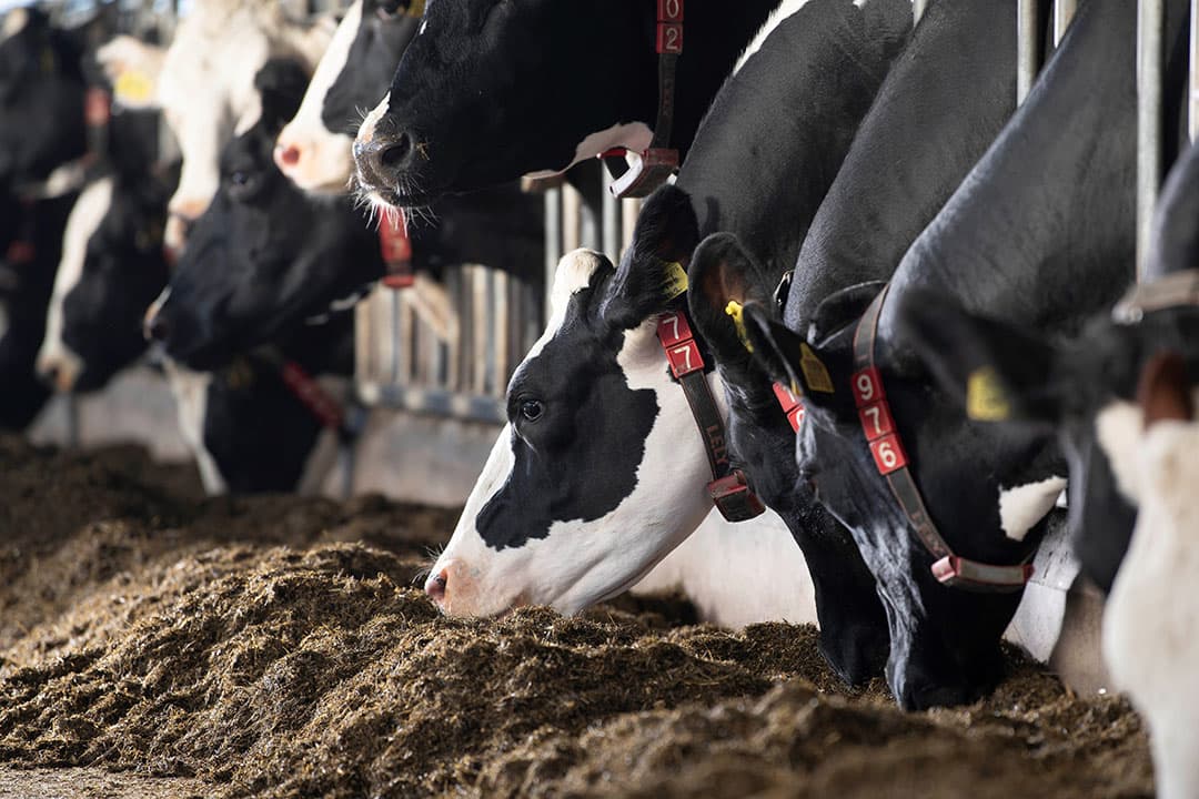 De voeding van de koe speelt een belangrijke rol in de uitstoot van broeikasgassen, specifiek methaan.  Verbeteren van de ruwvoerkwaliteit heeft een gunstig effect op de vermindering van de uitstoot. - Foto: Mark Pasveer