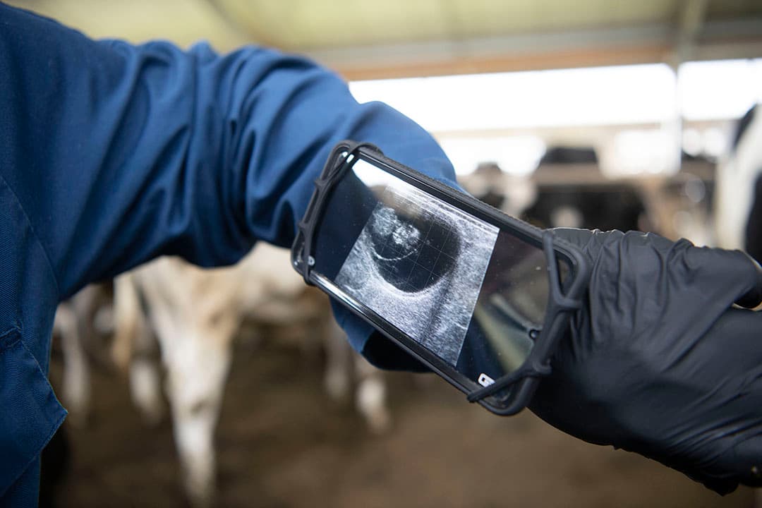 hormonen in de melkveehouderij