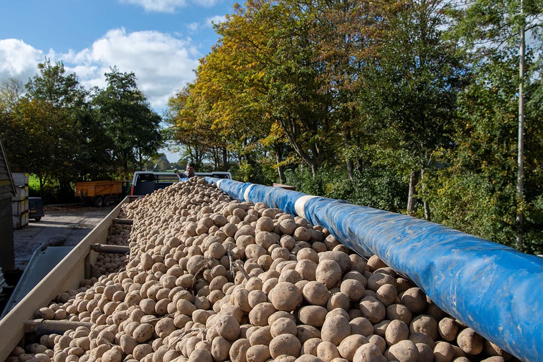 De Fransen kochten voor het eerst meer dan 40.000 ton pootaardappelen in Nederland. - Foto: Mark Pasveer
